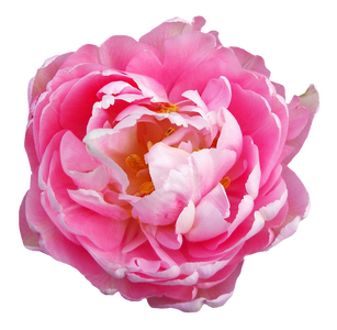 Ο
Β΄β’ ο» β’'Ο